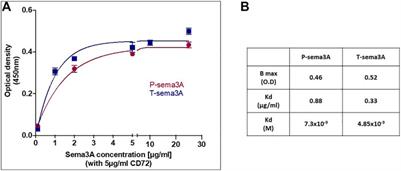 Truncated-semaphorin3A is a potential regulatory molecule to restore immune homeostasis in immune-mediated diseases 